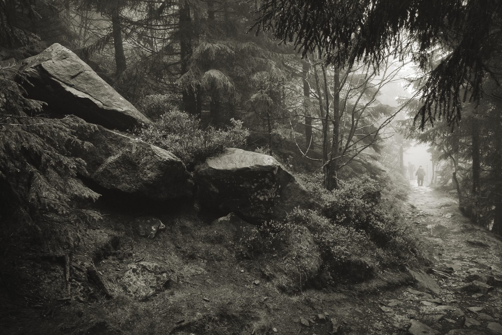 Silva Nigra Günter Ludwig Design